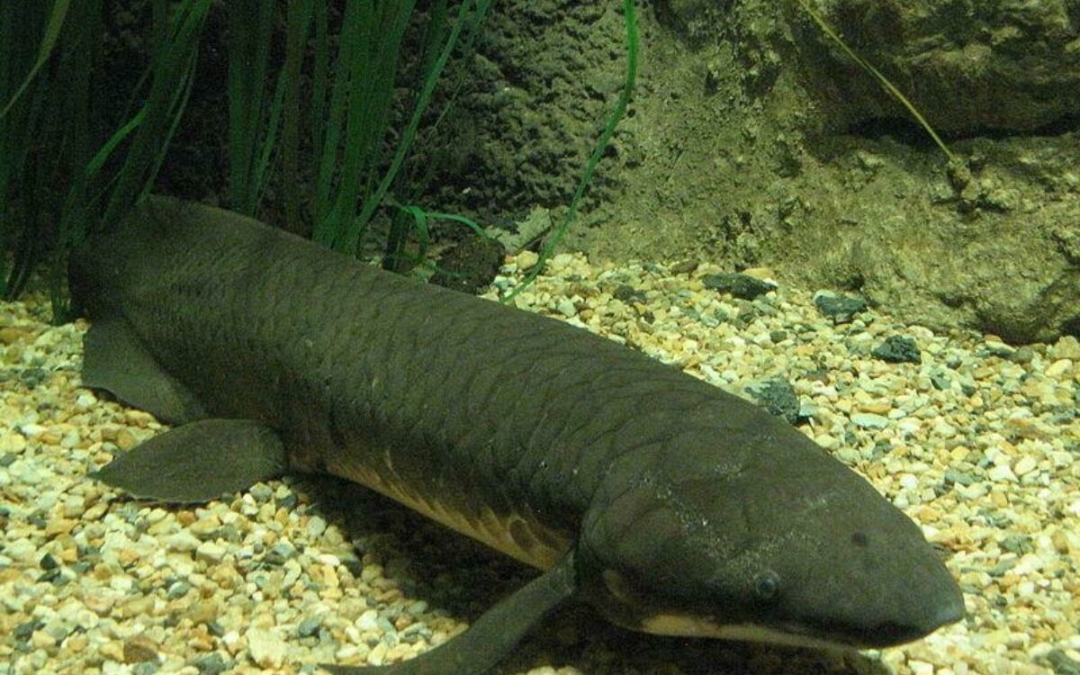 1611033302australischer lungenfisch by mitch ames wikipedia org 1611033302australischer lungenfisch by mitch ames wikipedia org